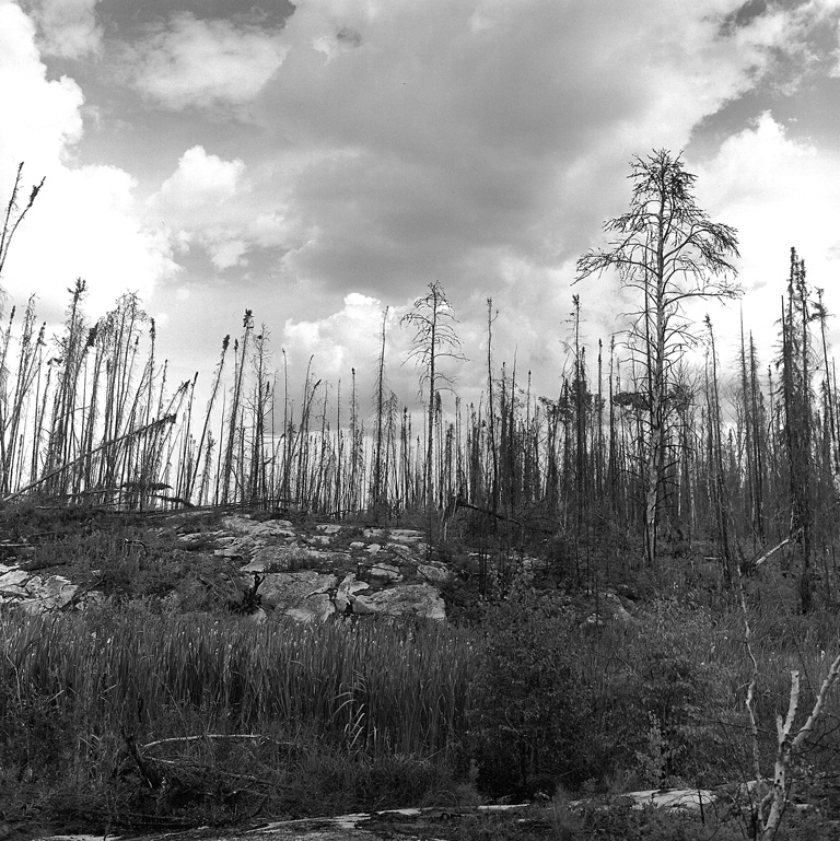 Forest fire, Peterson Lake