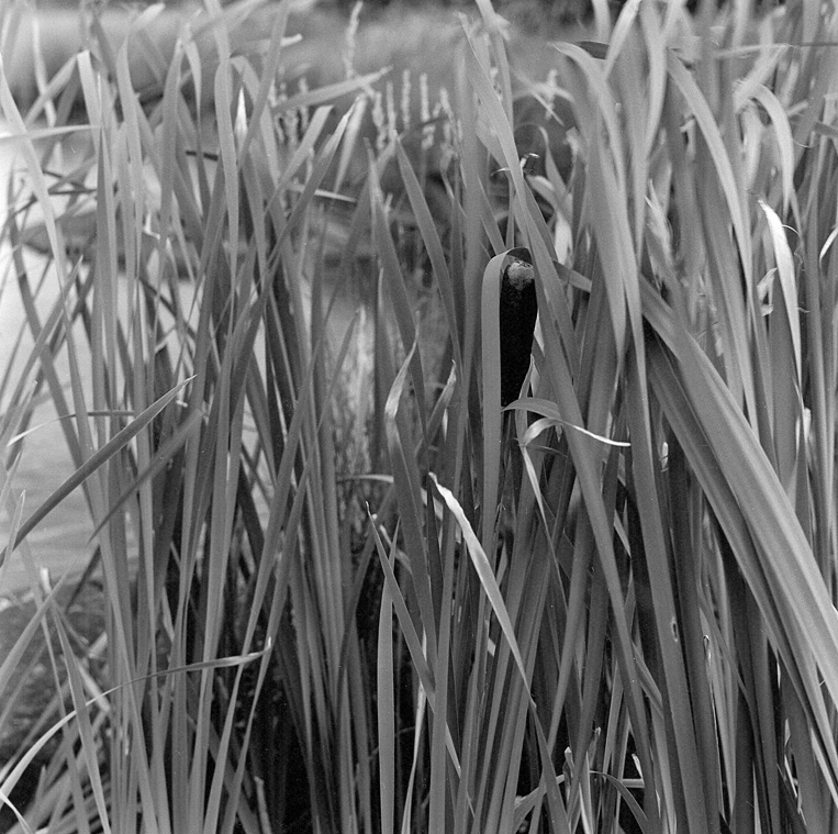 Rushes