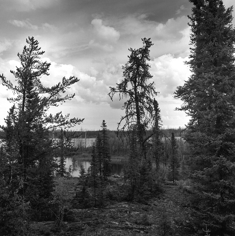 Jack pine, Peterson Lake