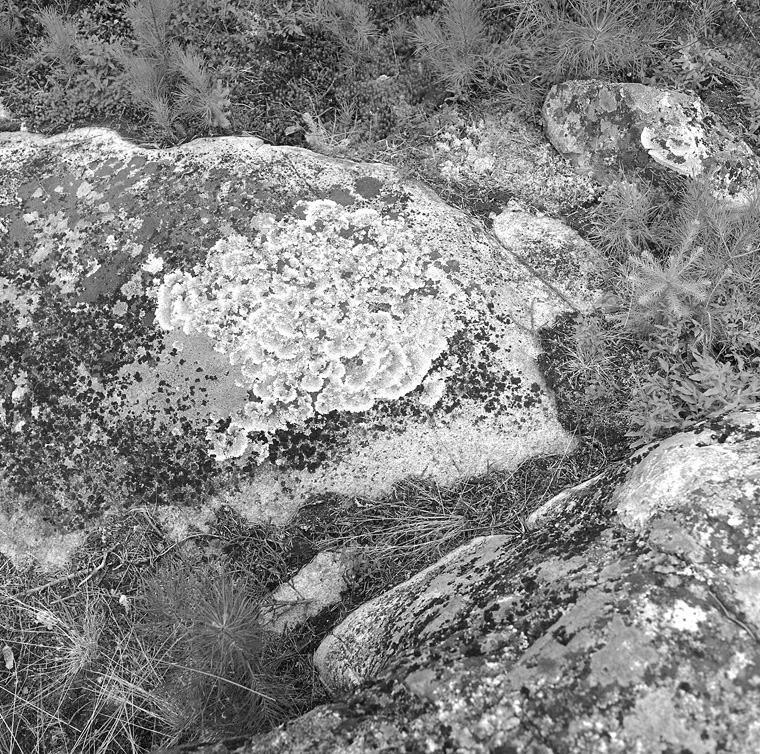 Ring lichen