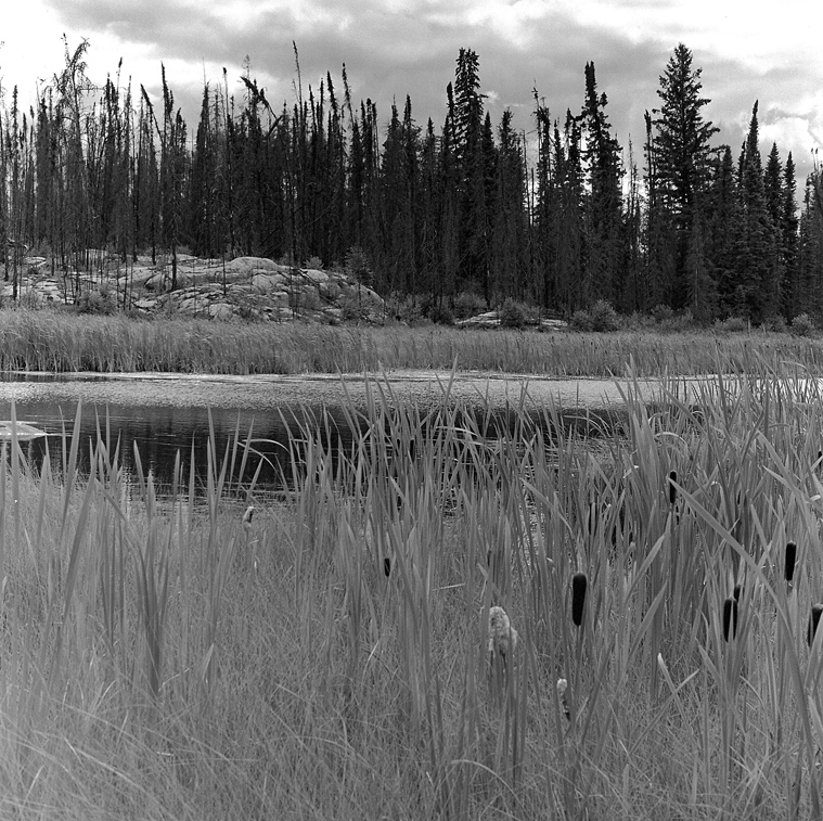 Rushes, Peterson Lake