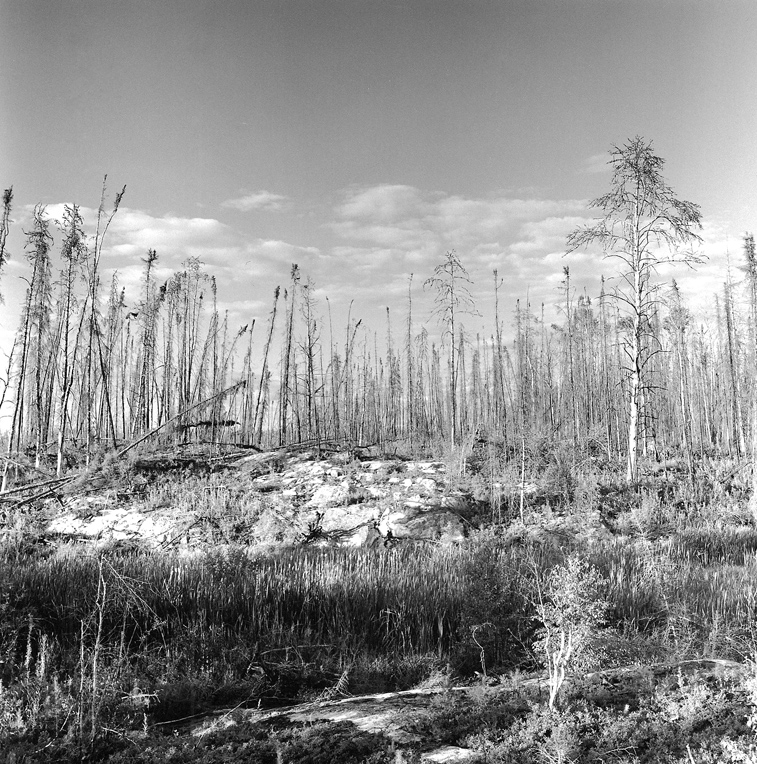 Forest fire, Peterson Lake