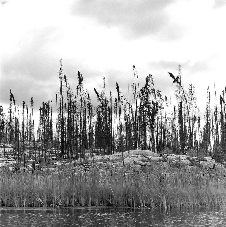 Peterson Lake - from a canoe