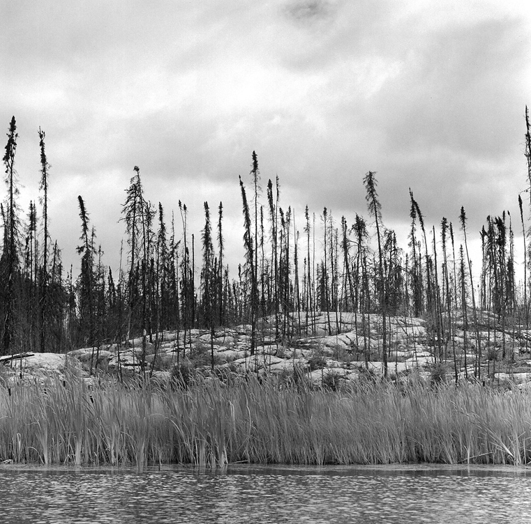 Rocks and trees, Peterson Lake