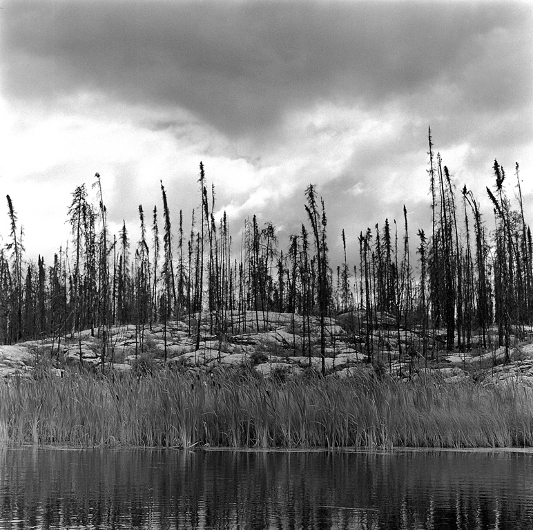 Rocks and trees, Peterson Lake