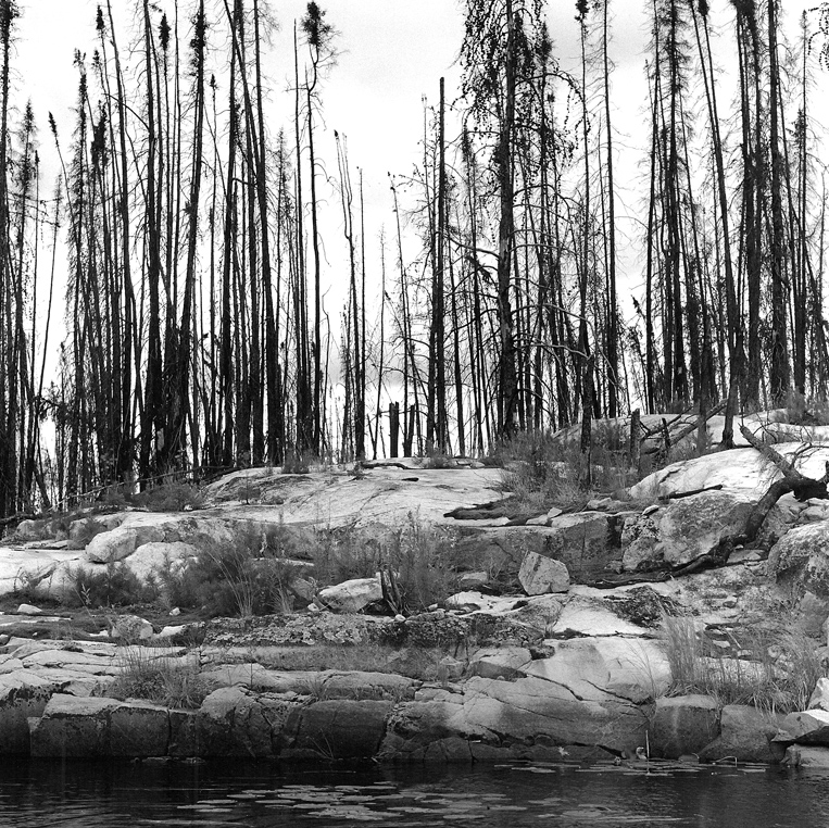 Burnt Black Spruce