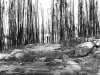 Burnt Black Spruce